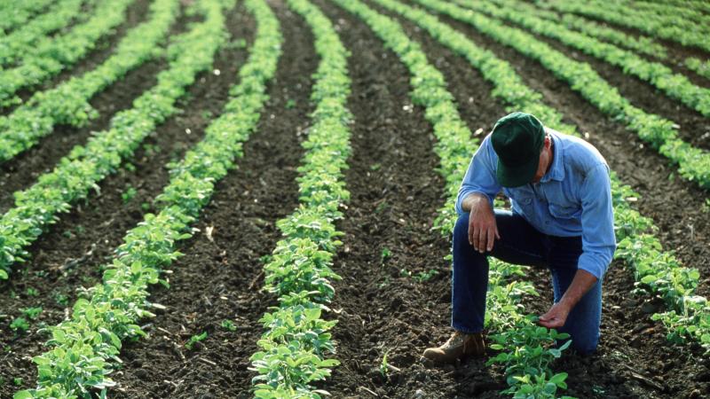 Agricultural/farm land, farmer, stock photo